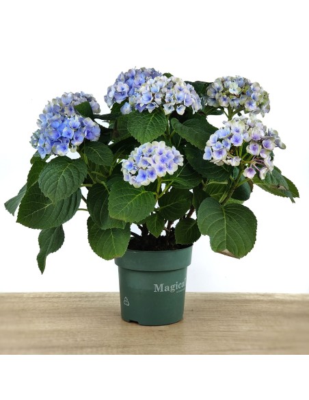 Comprar hortensia