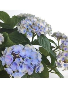 Achetez des hortensias pour 19,95 € chez Germigarden 2