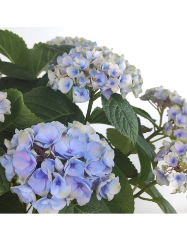 Achetez des hortensias pour 19,95 € chez Germigarden