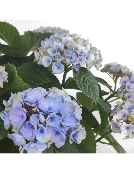 Achetez des hortensias pour 19,95 € chez Germigarden