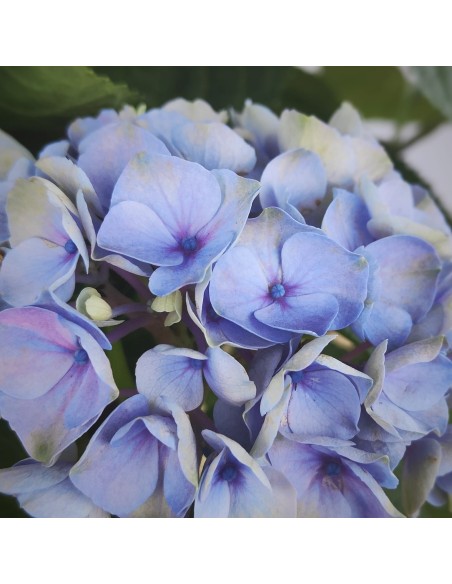 Achetez des hortensias pour 19,95 € chez Germigarden