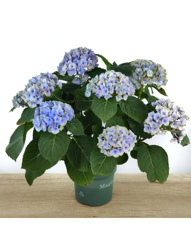 Achetez des hortensias pour 19,95 € chez Germigarden