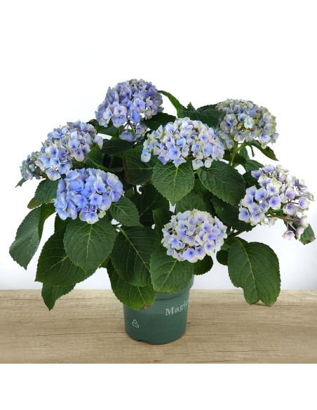 Comprar hortensia
