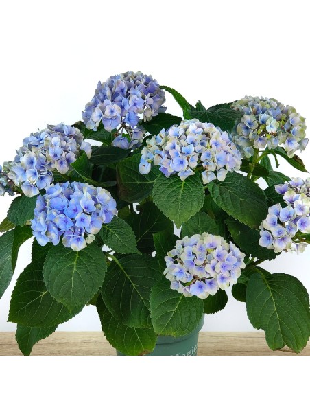 Comprar hortensia