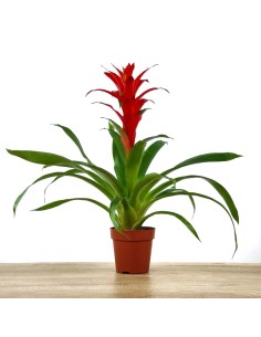 Achetez Guzmania à partir de 17,95 €. Choisissez la couleur