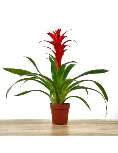 Compre Guzmania a partir de € 17,95 em Germigarden, escolha a cor