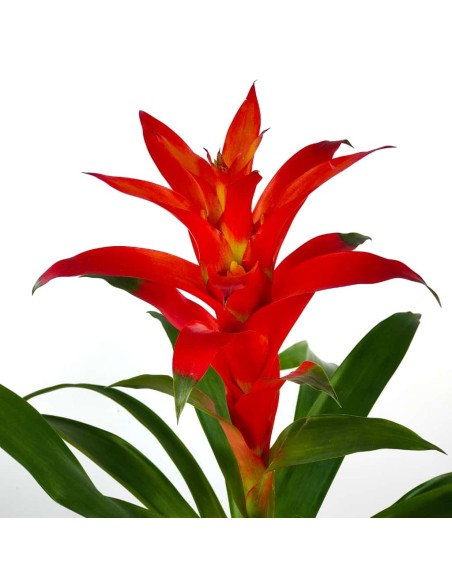 Comprar Guzmania desde 17,95€. Escoje el color