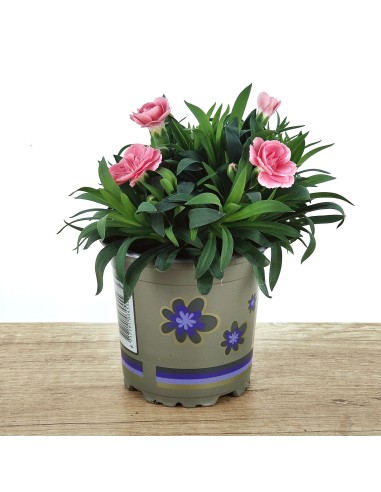Dianthus Ten NElke por € 2,25 em Germigarden