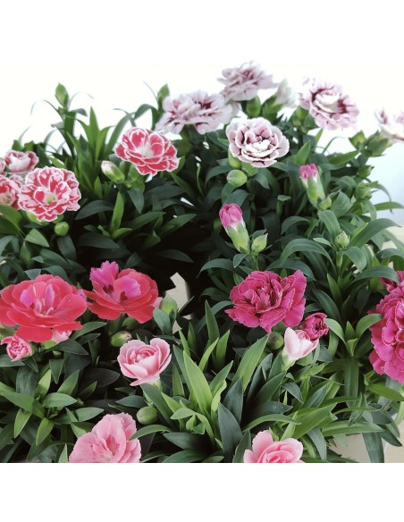 Clavel Ten Nelke por 2,25€ en Germigarden