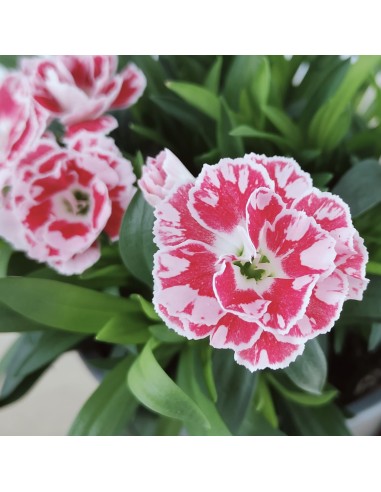 Clavel Ten Nelke por 2,25€ en Germigarden