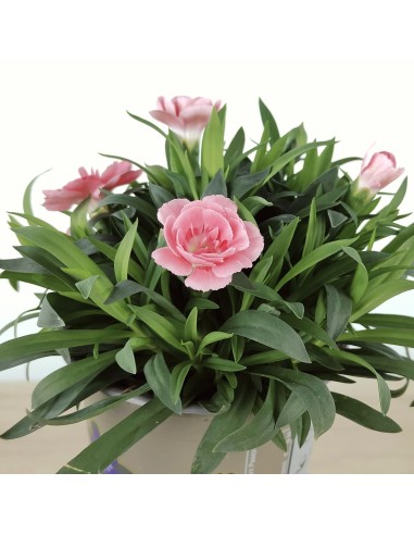Carnation Ten Nelke pour 2,25 € chez Germigarden