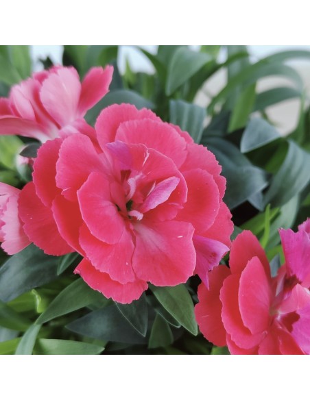 Clavel Ten Nelke por 2,25€ en Germigarden