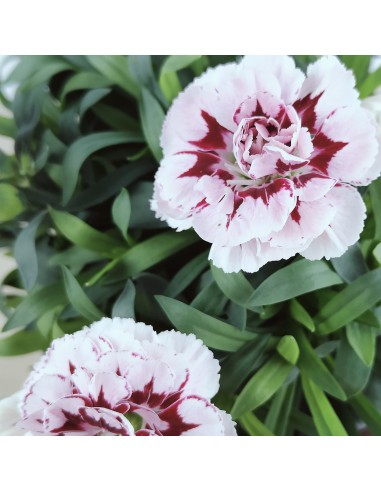 Carnation Ten Nelke pour 2,25 € chez Germigarden