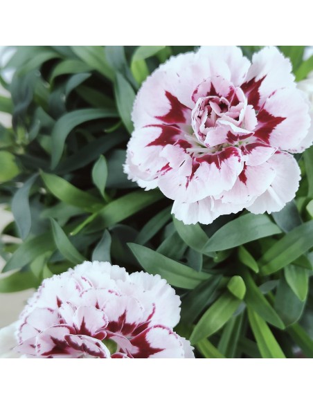 Clavel Ten Nelke por 2,25€ en Germigarden