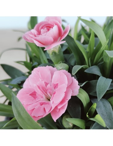 Dianthus Ten NElke por € 2,25 em Germigarden