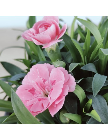 Clavel Ten Nelke por 2,25€ en Germigarden