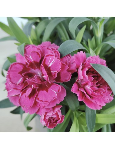 Carnation Ten Nelke pour 2,25 € chez Germigarden