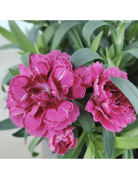 Clavel Ten Nelke por 2,25€ en Germigarden