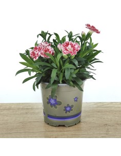 Clavel Ten Nelke por 2,25€ en Germigarden