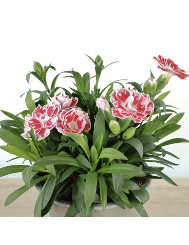 Clavel Ten Nelke por 2,25€ en Germigarden