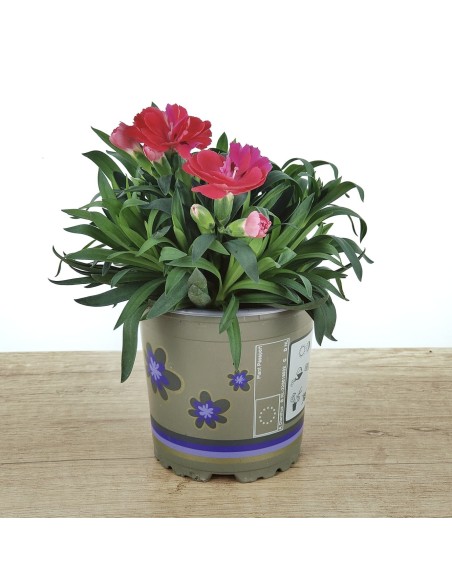 Carnation Ten Nelke pour 2,25 € chez Germigarden