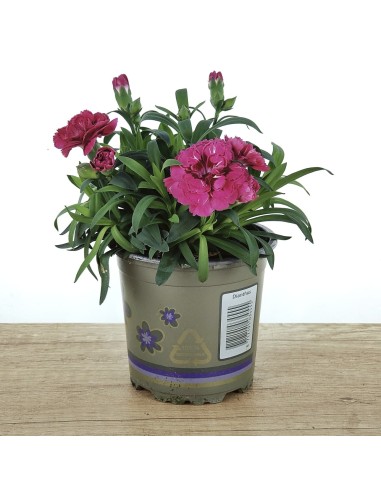 Dianthus Ten NElke por € 2,25 em Germigarden