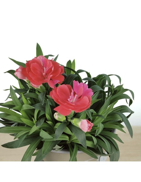 Dianthus Ten NElke por € 2,25 em Germigarden