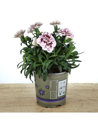 Clavel Ten Nelke por 2,25€ en Germigarden