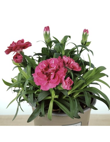 Dianthus Ten NElke por € 2,25 em Germigarden