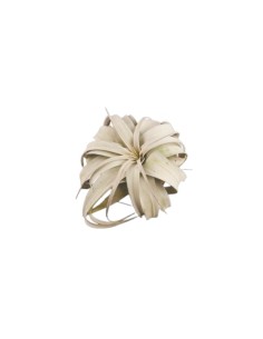 Tillandsia  xerographica