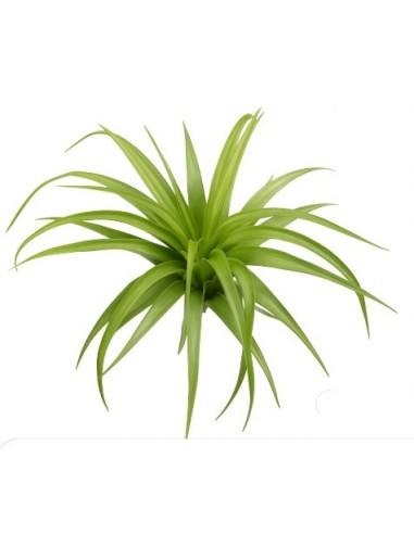 Tillandsia brachycaulos multiflora