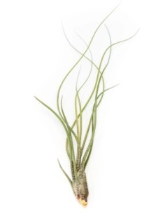 Tillandsia butzii