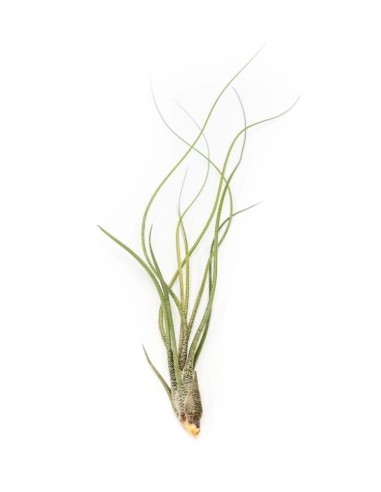 Tillandsia butzii