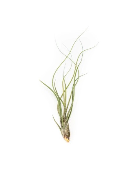 Tillandsia butzii