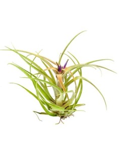 Maranta (test 13 cm ø)