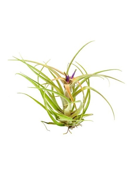 Tillandsia Capitata Peach