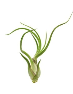 Tillandsia Caput Medusae