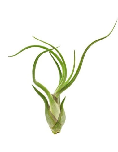 Tillandsia Caput Medusae