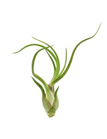 Tillandsia Caput Medusae