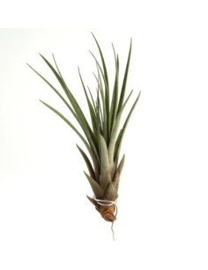 Tillandsia Fasciculata