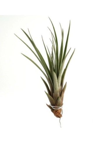 Tillandsia Fasciculata