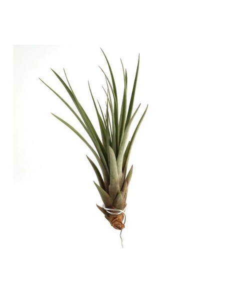 Tillandsia Fasciculata