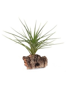 Tillandsia caulescens