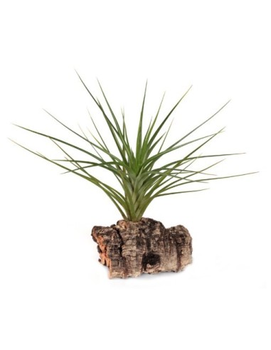 Tillandsia scaposa