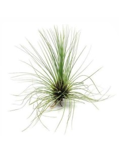 Tillandsia flifolia