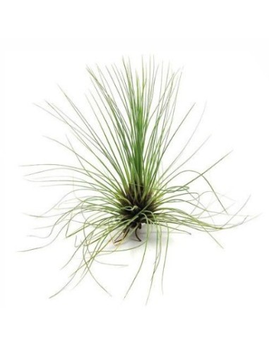 Tillandsia flifolia