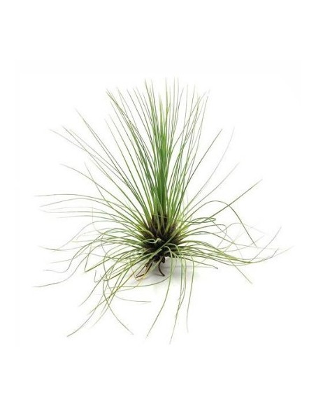 Tillandsia flifolia