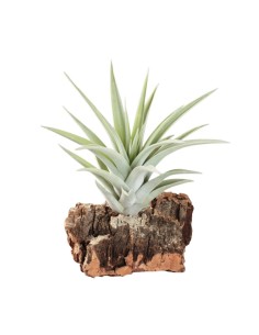 Tillandsia harrisii