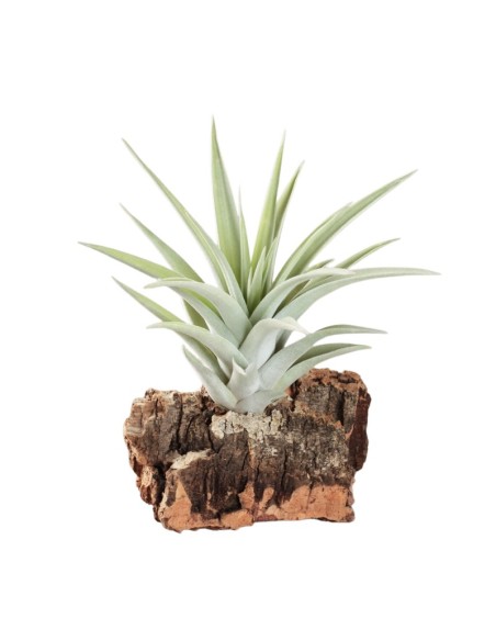 Tillandsia harrisii