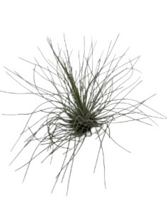 Tillandsia Fuchsii Gracilis
